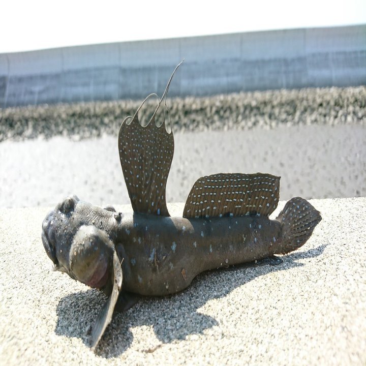 有明見聞録 小宮春平 Note