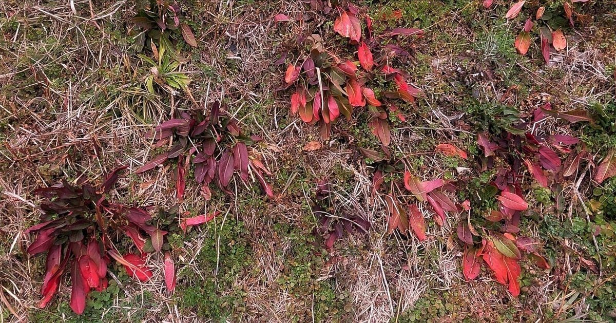 激安大特価！ WINTER PLANTS 真っ赤なロゼットのあなたはだあれ？｜annon その他