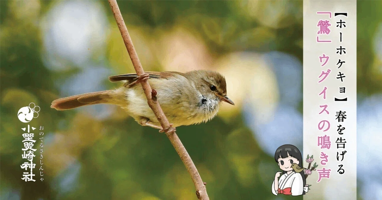ホーホケキョ】春を告げる「鶯」ウグイスの声【鶯谷】｜小野照崎神社