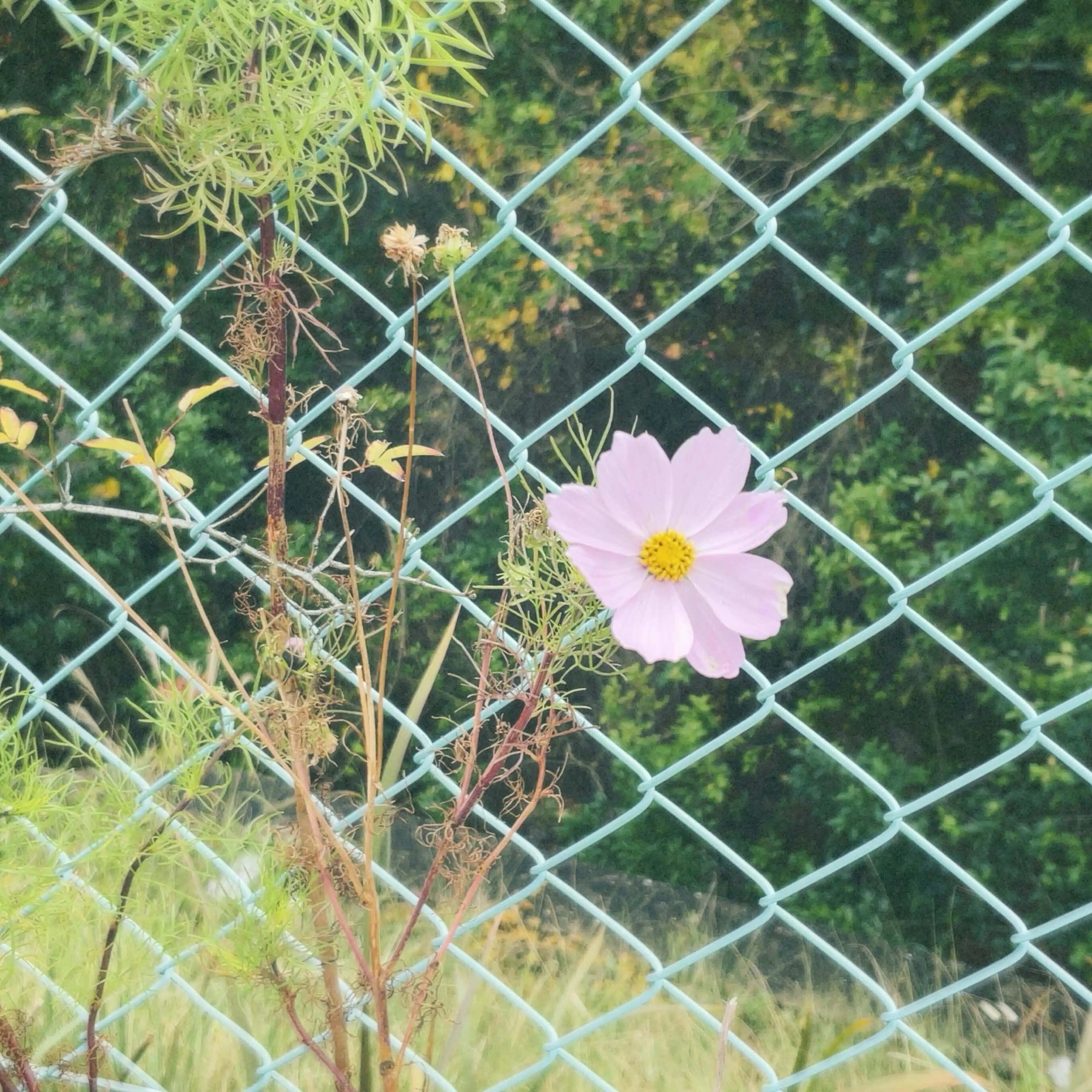 ささみ