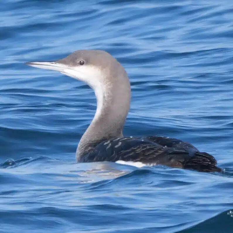 Loon_Diver