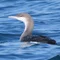 Loon_Diver