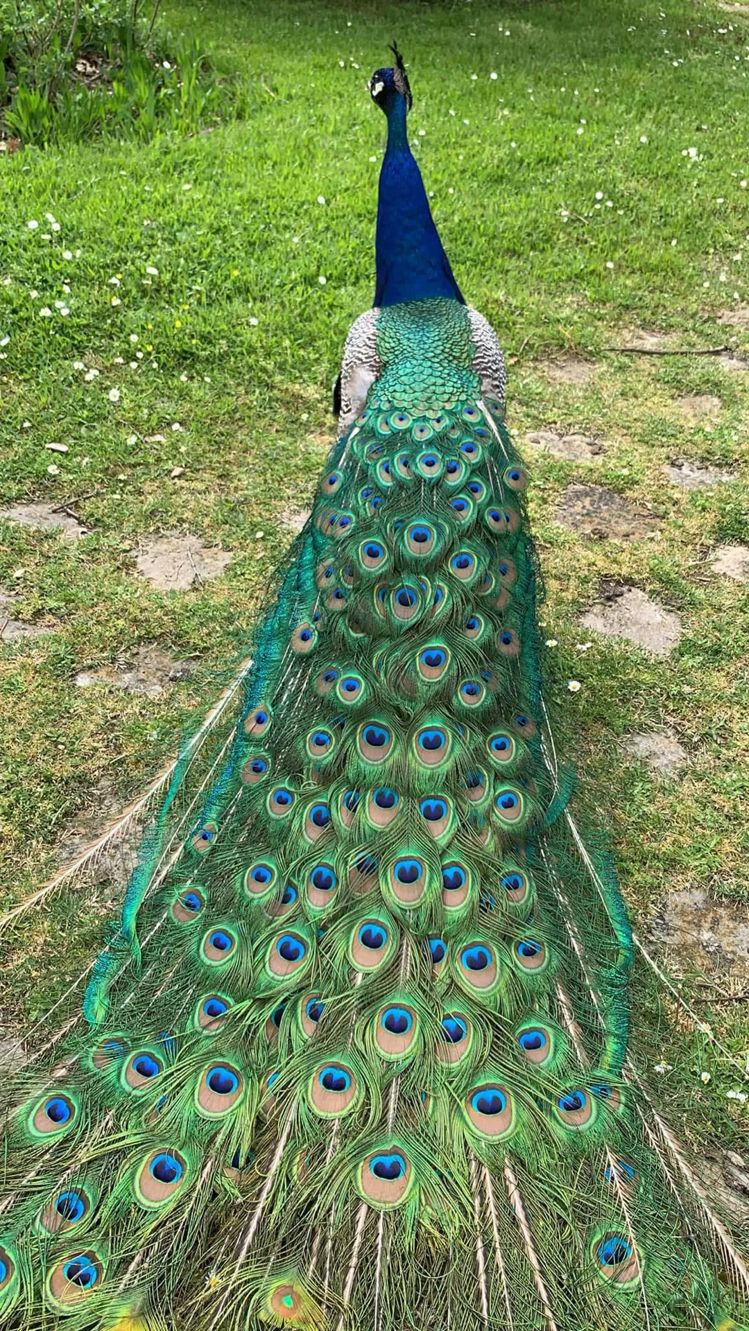 ç»å