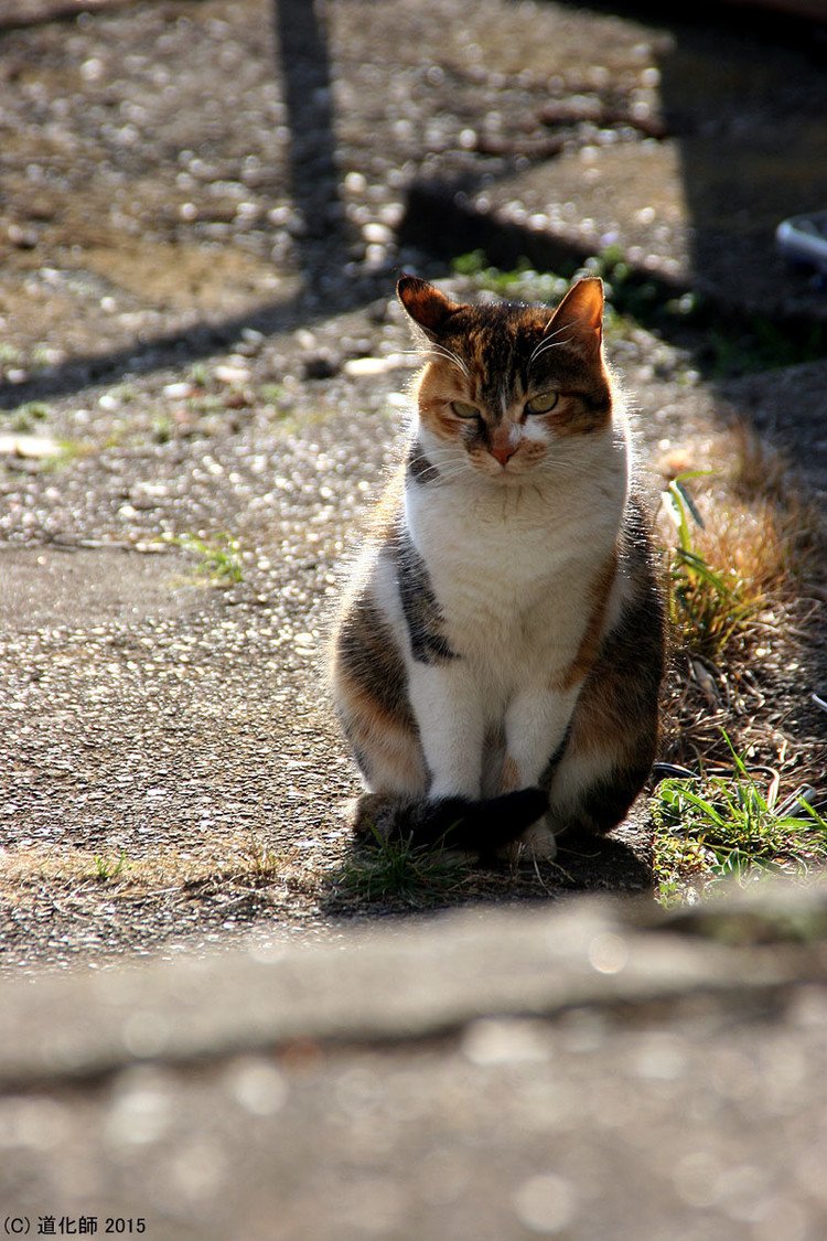 Stray cat 156  #Cat #ねこ #ネコ #猫