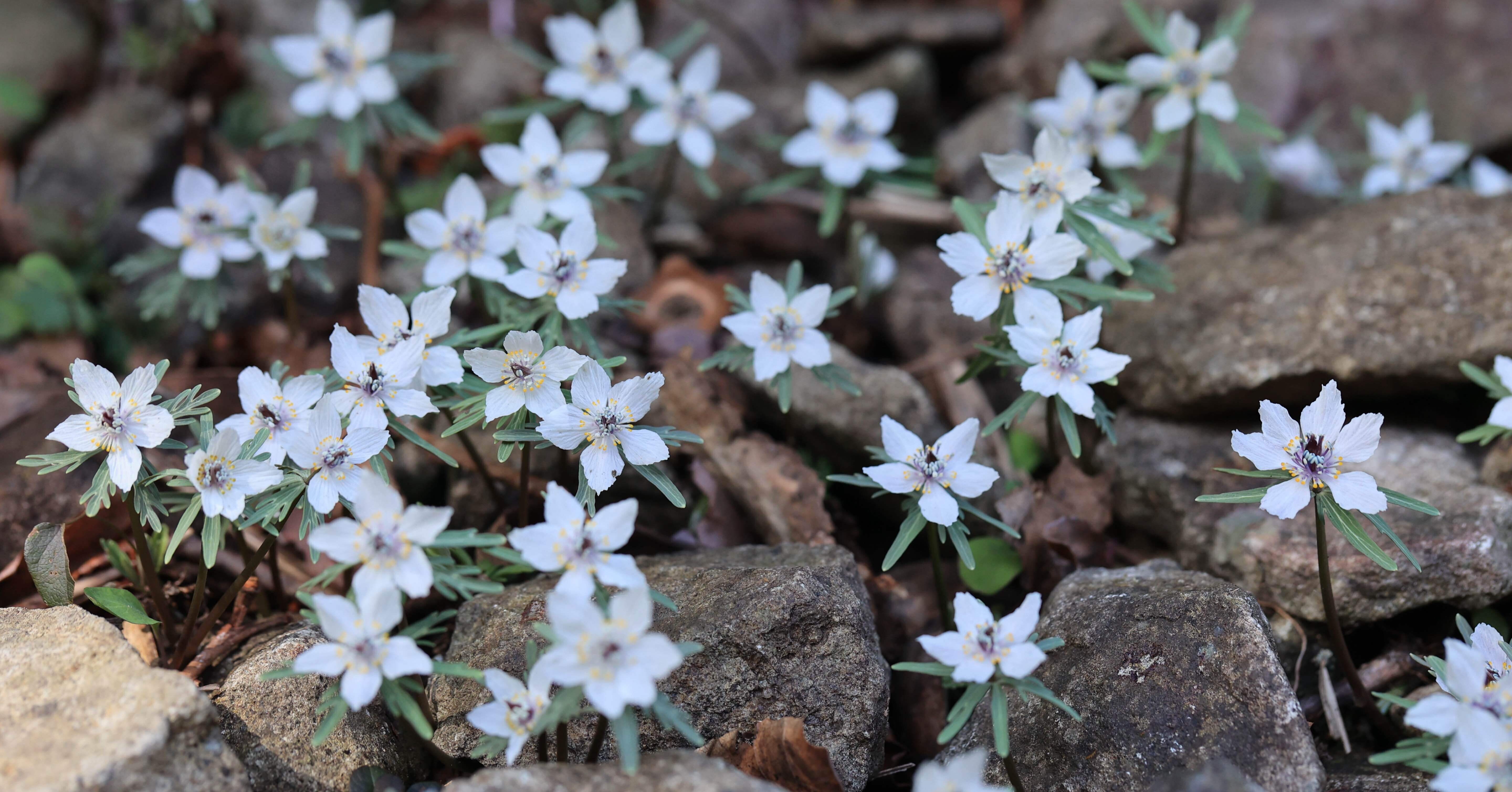 節分の頃に咲く花、セツブンソウ 節分草｜白夜草🌱