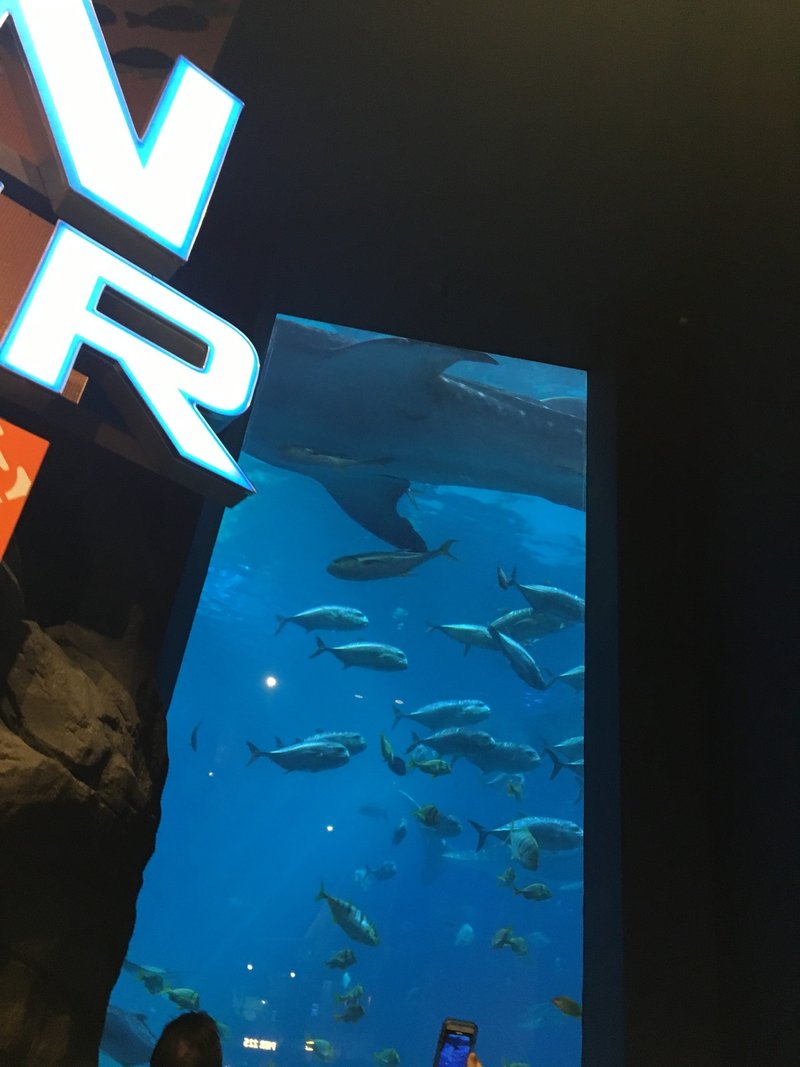 ジンベエザメ4匹 Georgia 水族館 アメリカ すい鈴 Note ジンベエザメ4匹 Georgia 水族館 アメリカ すい鈴 Note