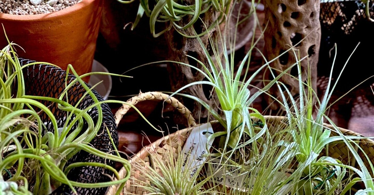 百均のエアプランツ #1 Tillandsia gardneri｜暇人