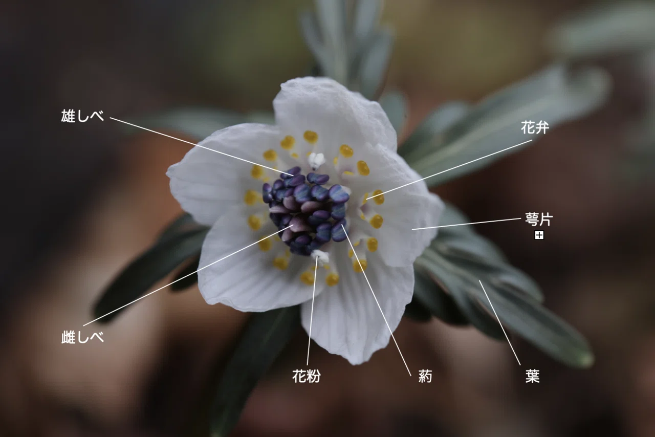 節分の頃に咲く花、セツブンソウ 節分草｜白夜草🌱