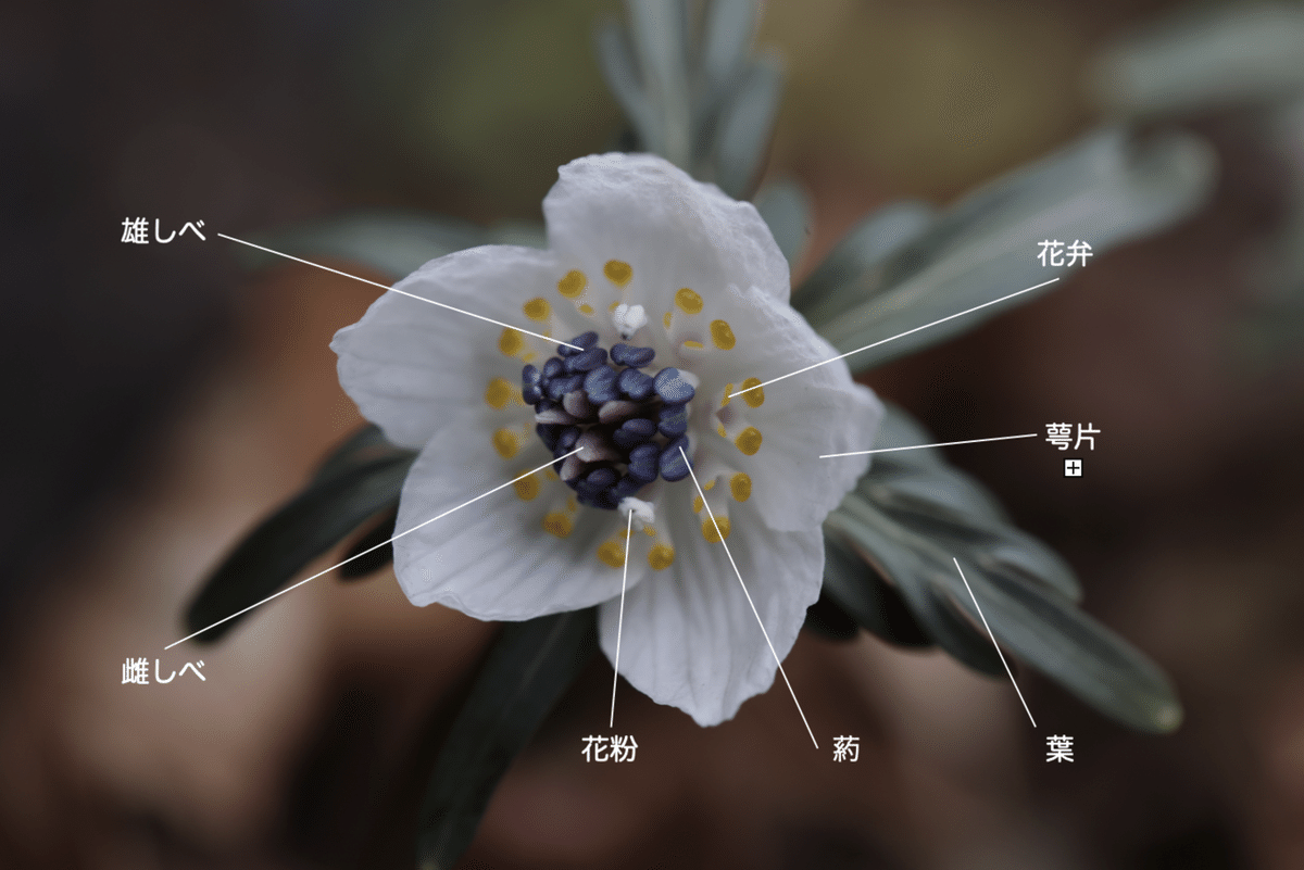 節分の頃に咲く花、セツブンソウ 節分草｜白夜草🌱