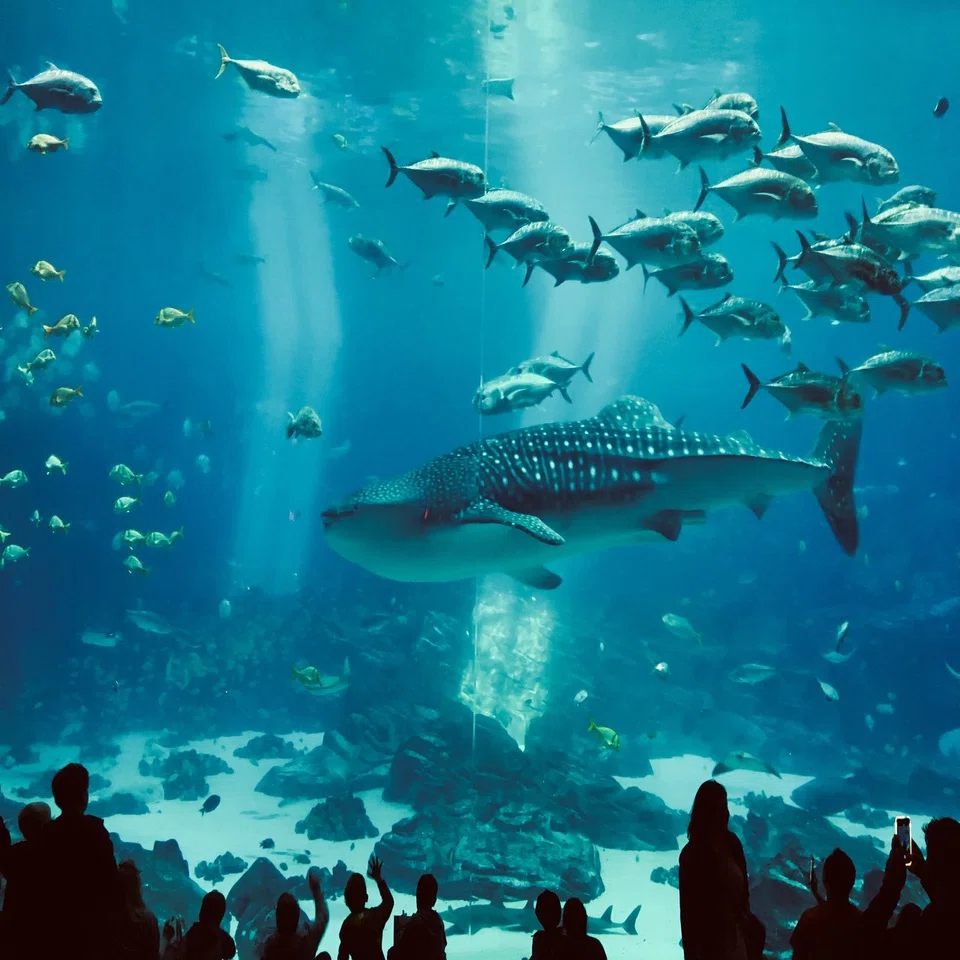 ジンベエザメ4匹！Georgia 水族館(アメリカ)｜すい鈴