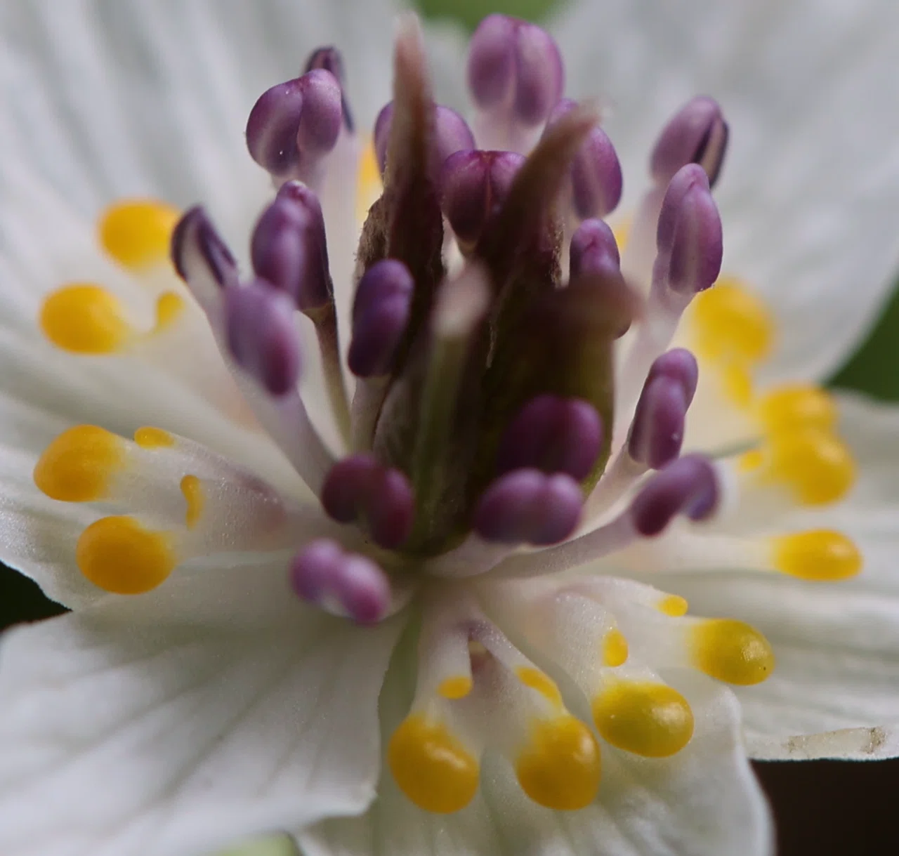 節分の頃に咲く花、セツブンソウ 節分草｜白夜草🌱