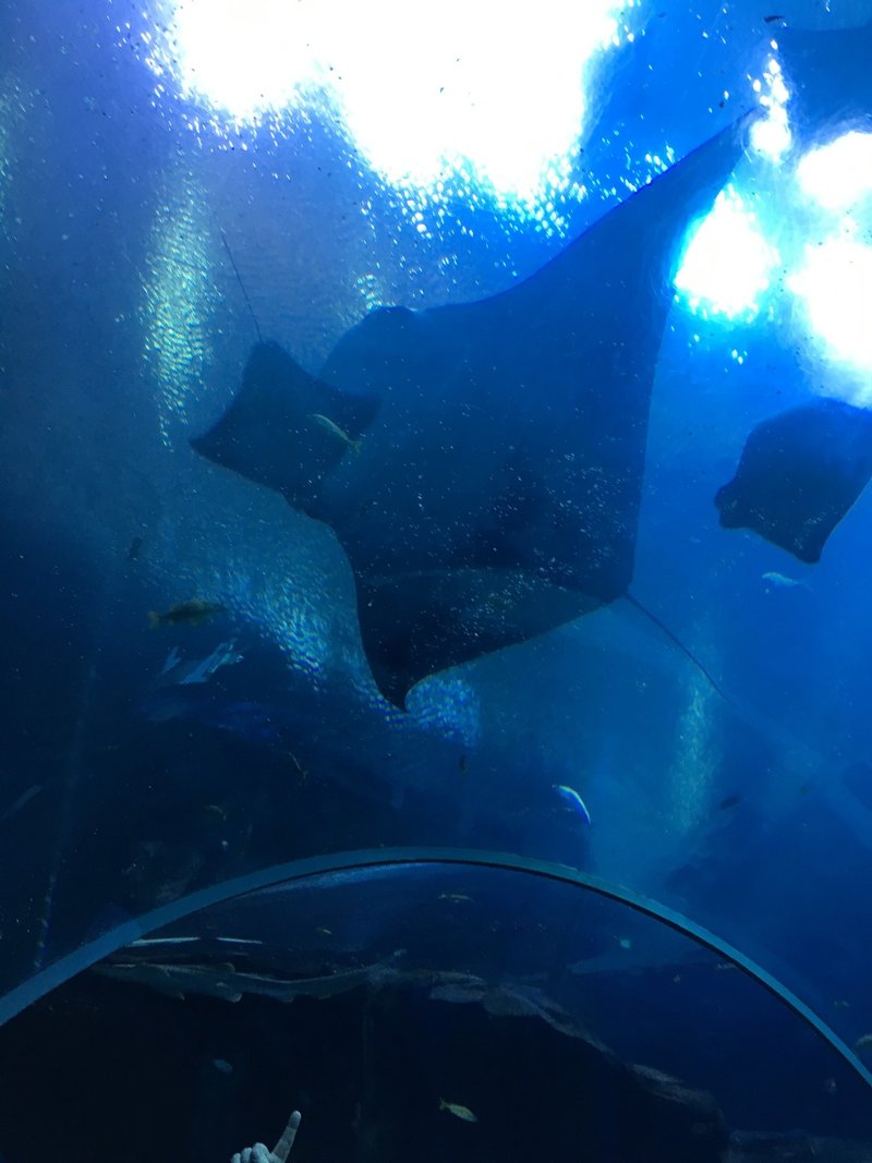 ジンベエザメ4匹 Georgia 水族館 アメリカ すい鈴 Note ジンベエザメ4匹 Georgia 水族館 アメリカ すい鈴 Note