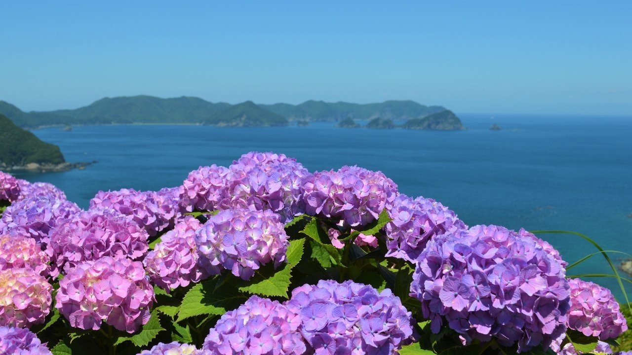 あじさい花咲く、「空の公園」。｜おおの たつや