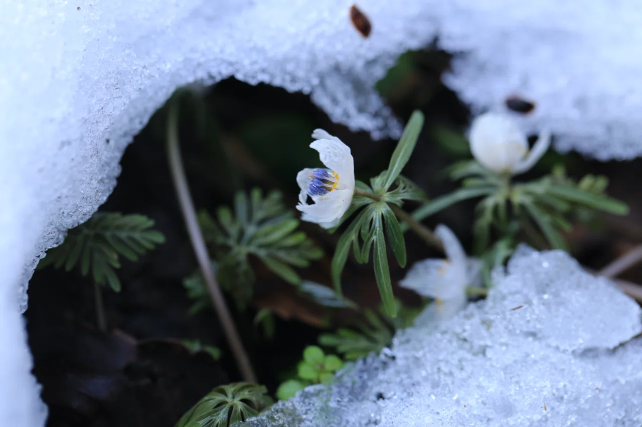 節分の頃に咲く花、セツブンソウ 節分草｜白夜草🌱