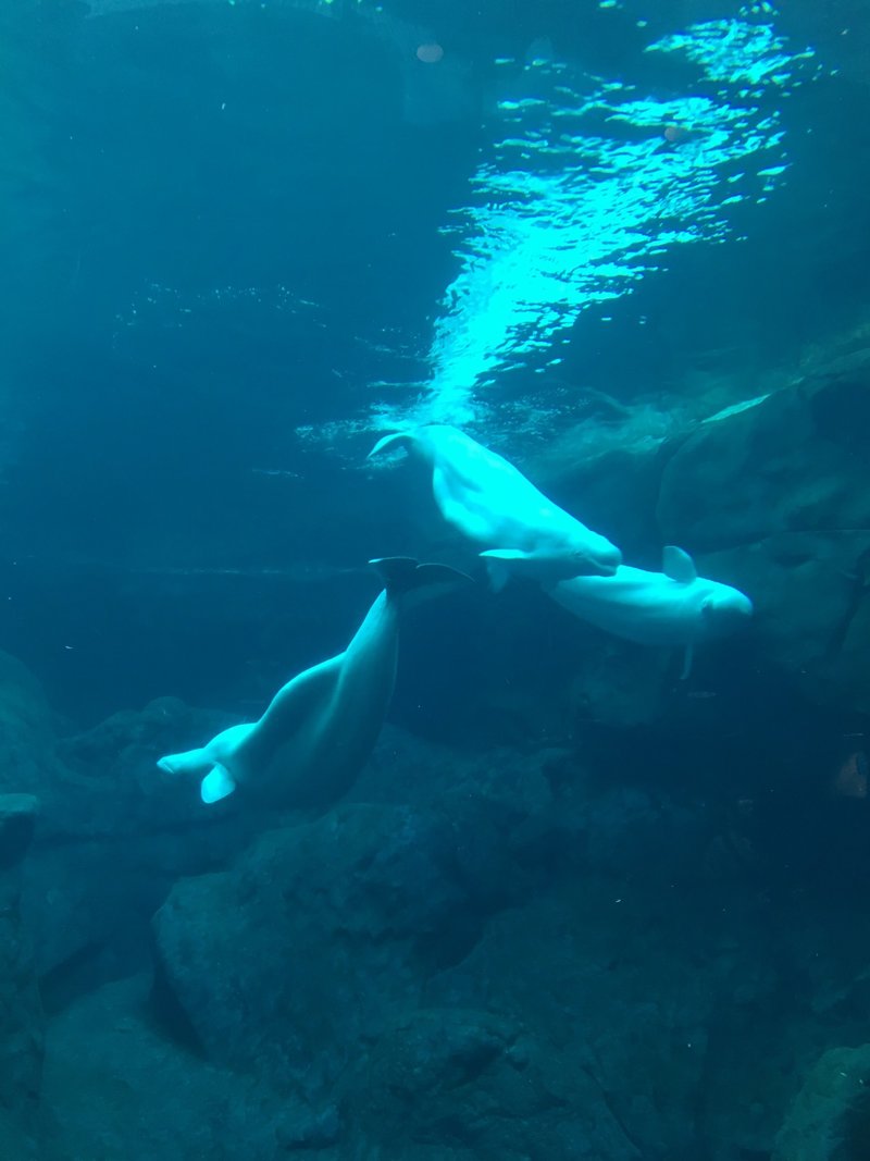 ジンベエザメ4匹 Georgia 水族館 アメリカ すい鈴 Note ジンベエザメ4匹 Georgia 水族館 アメリカ すい鈴 Note
