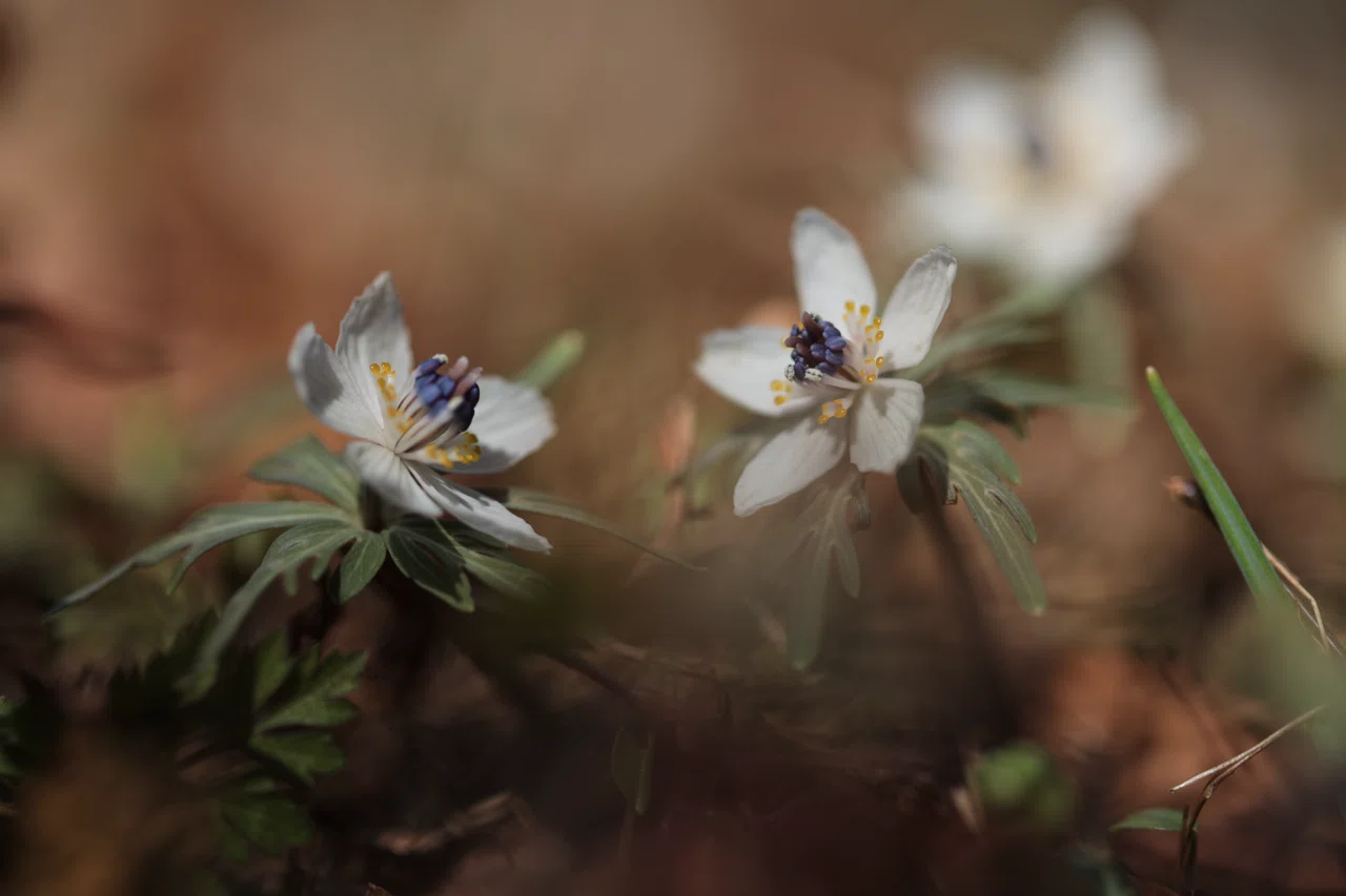 節分の頃に咲く花、セツブンソウ 節分草｜白夜草🌱