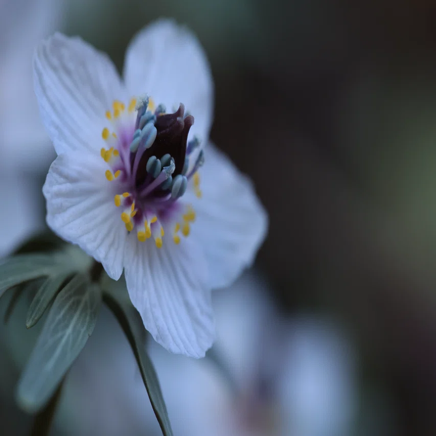 節分の頃に咲く花、セツブンソウ 節分草｜白夜草🌱