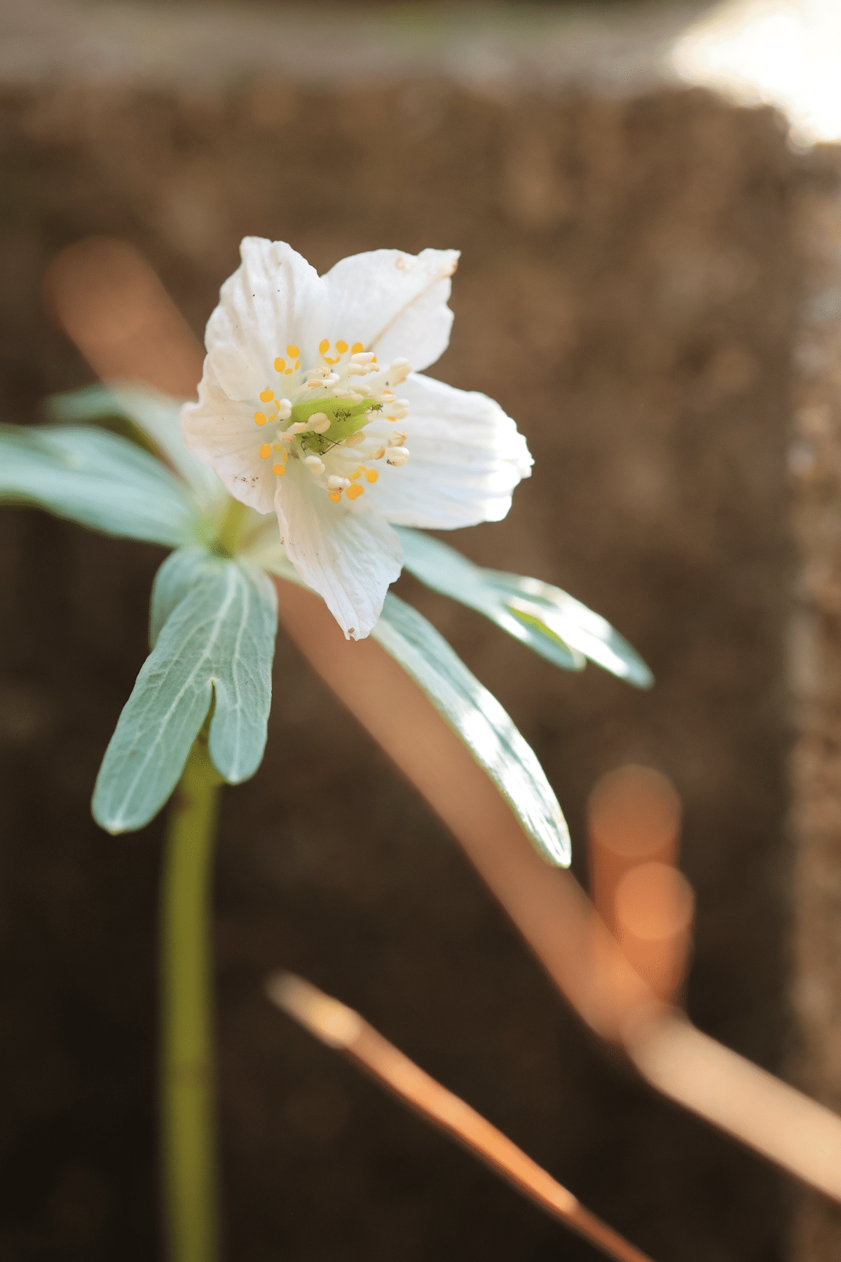 節分の頃に咲く花、セツブンソウ 節分草｜白夜草🌱