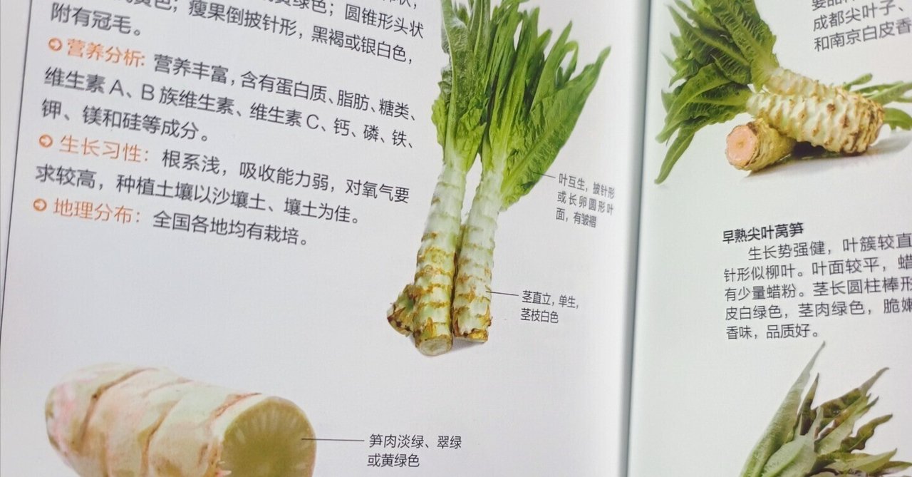 野生ベゴニアの栽培と鑑賞（中国語・英語） ベゴニア12カ月―花と葉を楽しむ魅力品種113と育て方 (My green