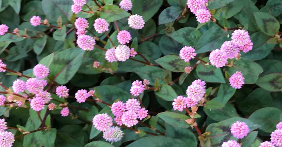 6 英語 始めました 発音記号の読み方 薄墨 桜 Note