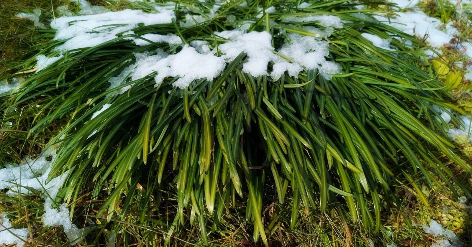 WINTER PLANTS 冬のヒガンバナ｜annon