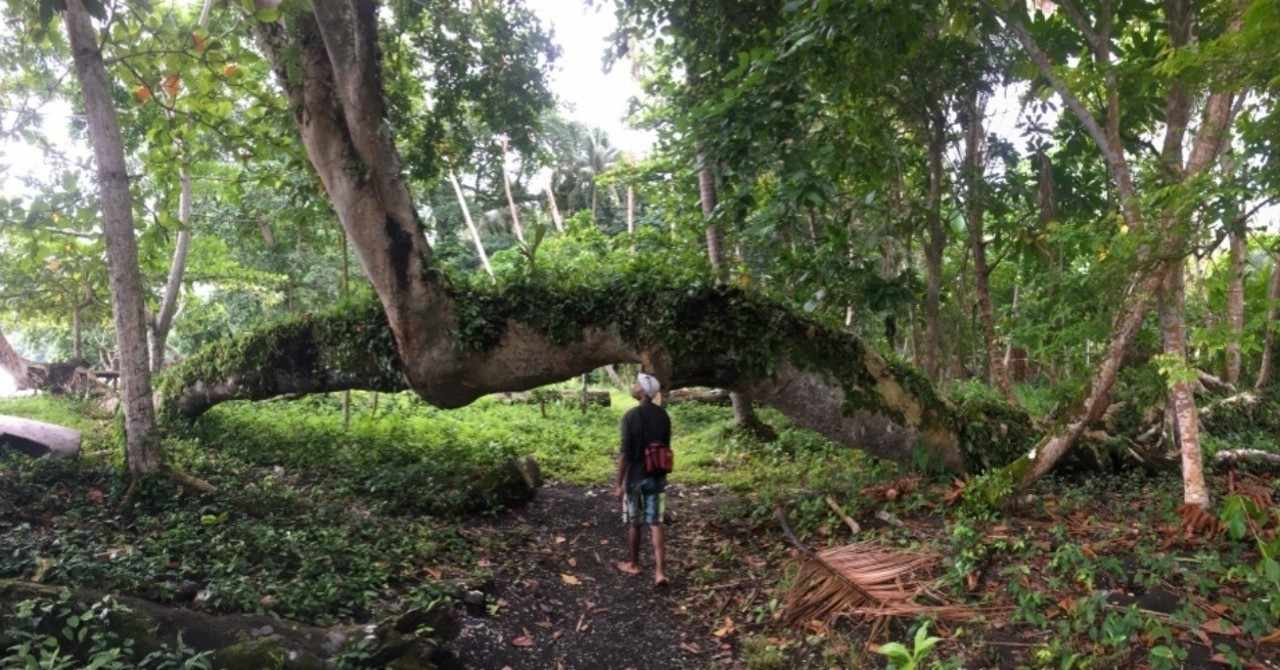 パプアニューギニアの娯楽 の新着タグ記事一覧 Note つくる つながる とどける