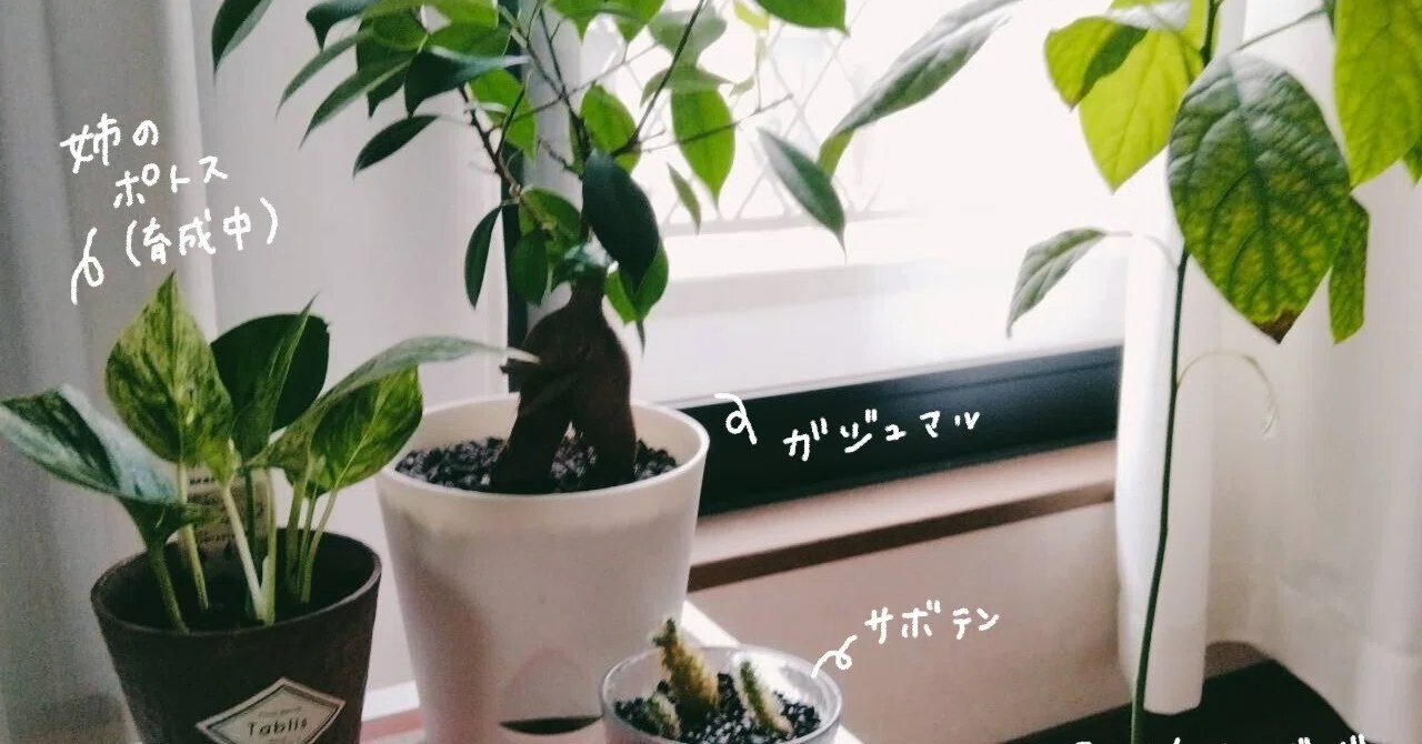 フェイクグリーンでもいいじゃない｜めんたらこ