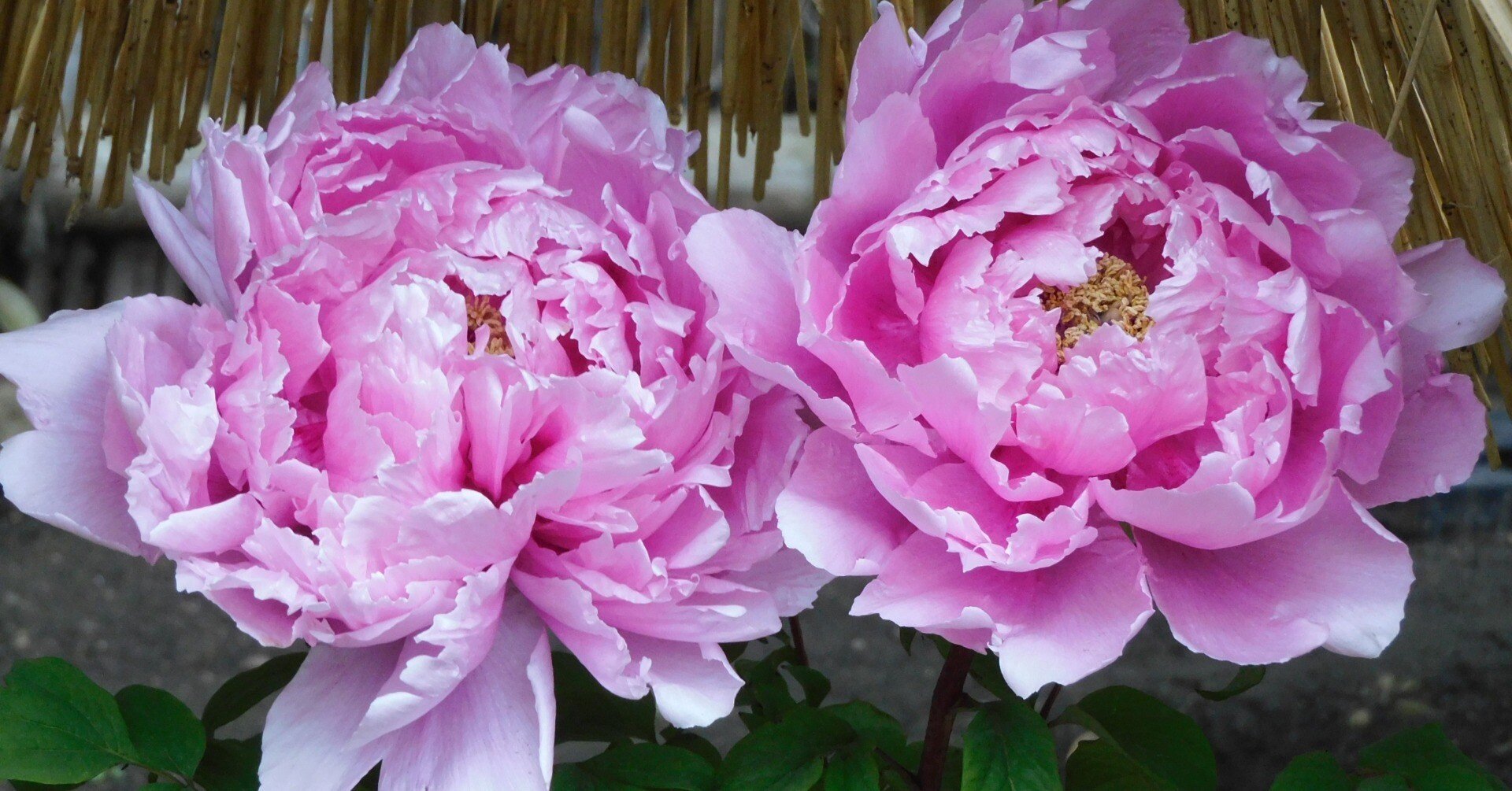 鎌倉の冬牡丹｜ベジスピ（野菜育てはスピリチュアル）