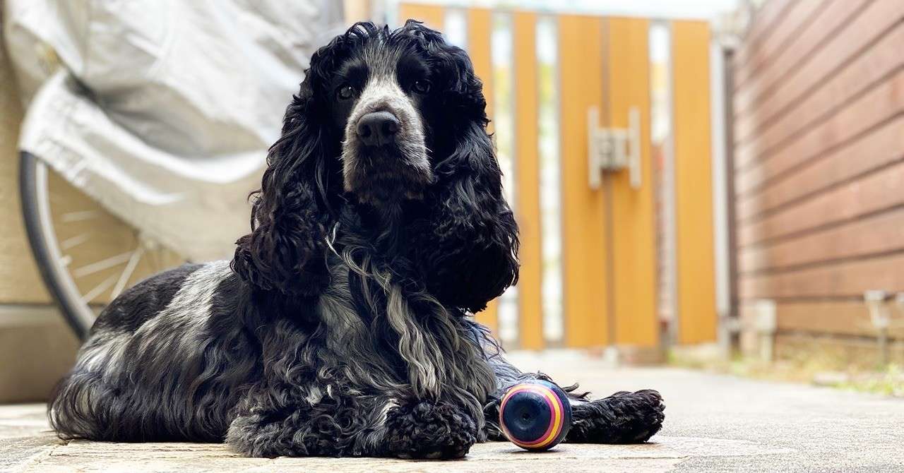 インギー と言う愛称 愛犬レスターとの暮らし 2 セラカツユキ Note