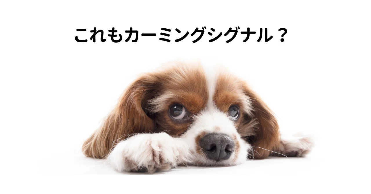 どんな意味？カーミングシグナル2｜ちーさん@愛犬家