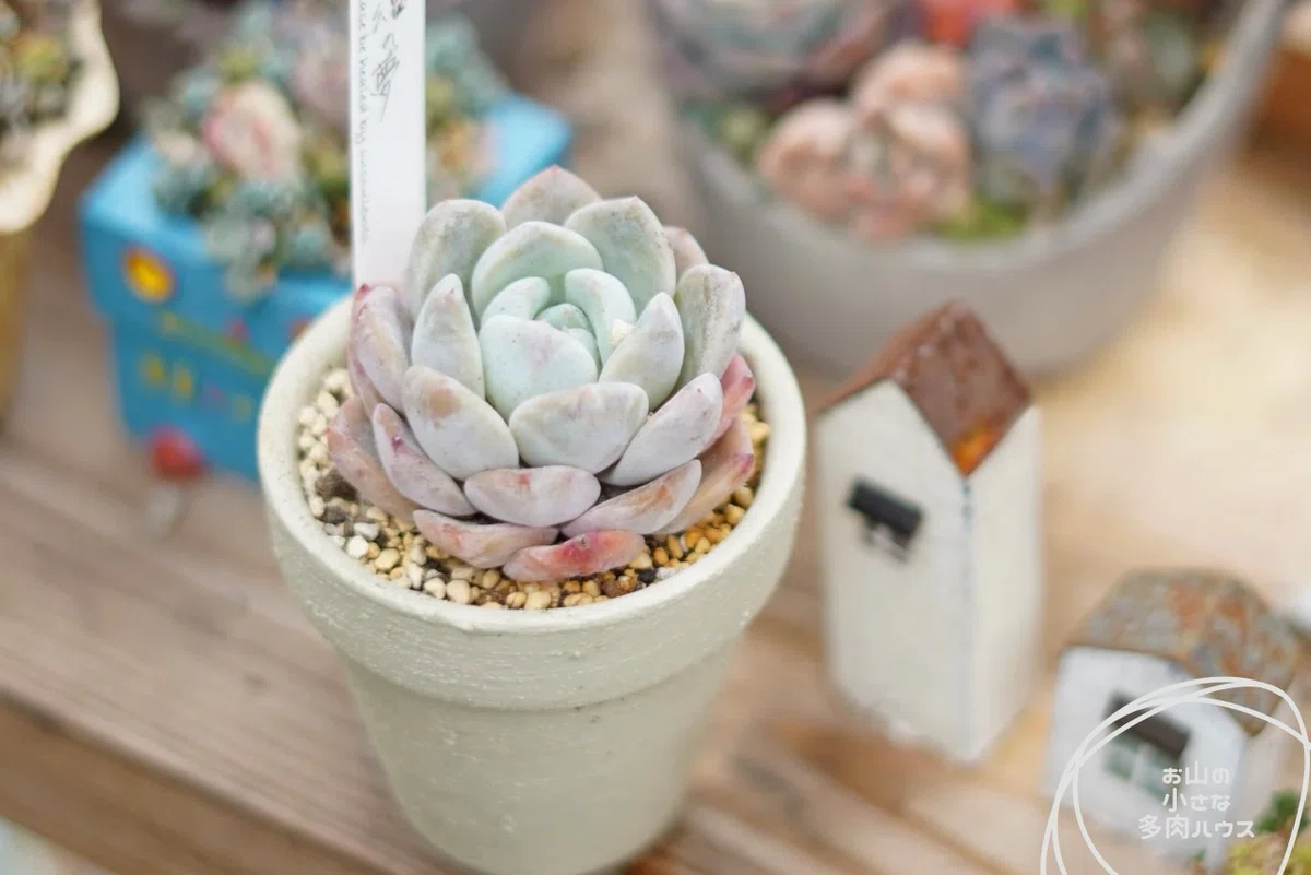 あやのエケベリア図鑑【美しいロゼット系】｜あや|山の中で植物と暮らす人