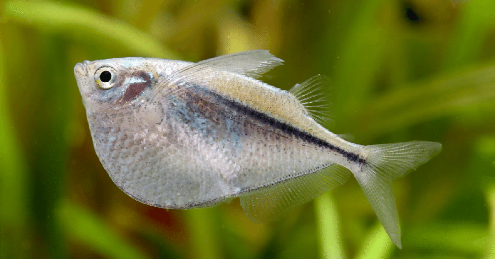 銀製熱帯魚 熱帯魚）スーパーインペリアルゼブラプレコ L−173a イレギュラー