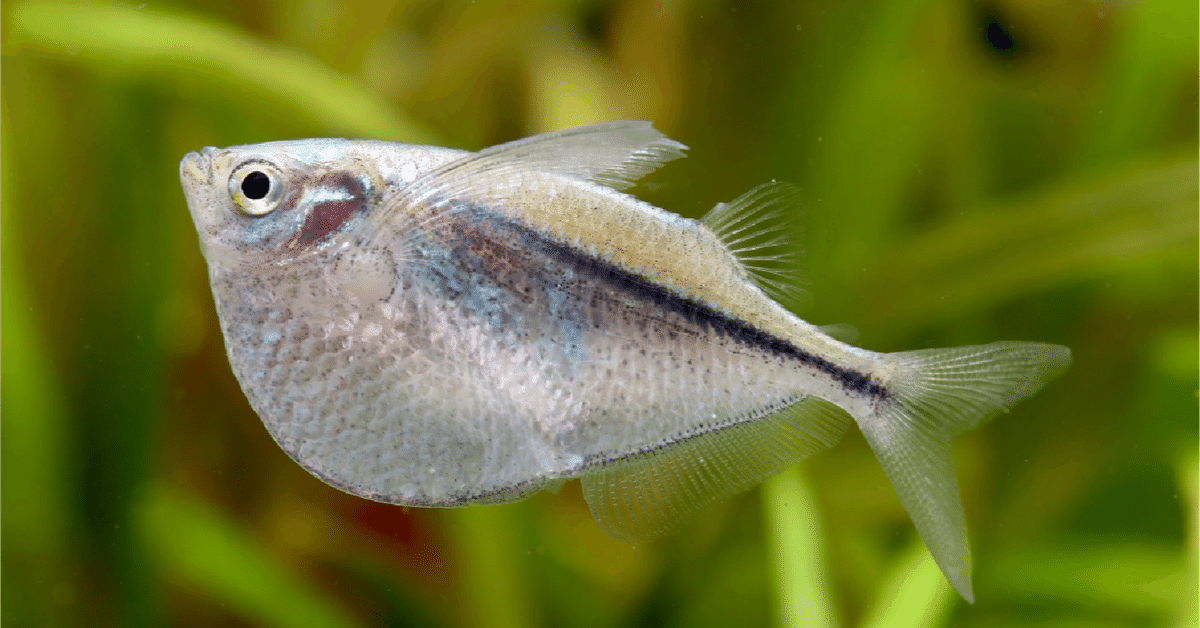 銀製熱帯魚 【公式通販】