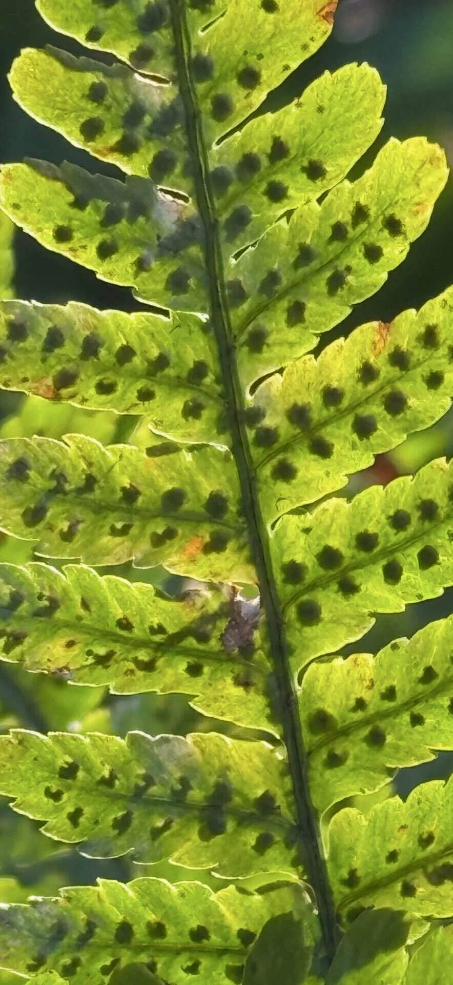 セイヨウオシダ その葉、表から見るか、裏から見るか。｜EGGSEED