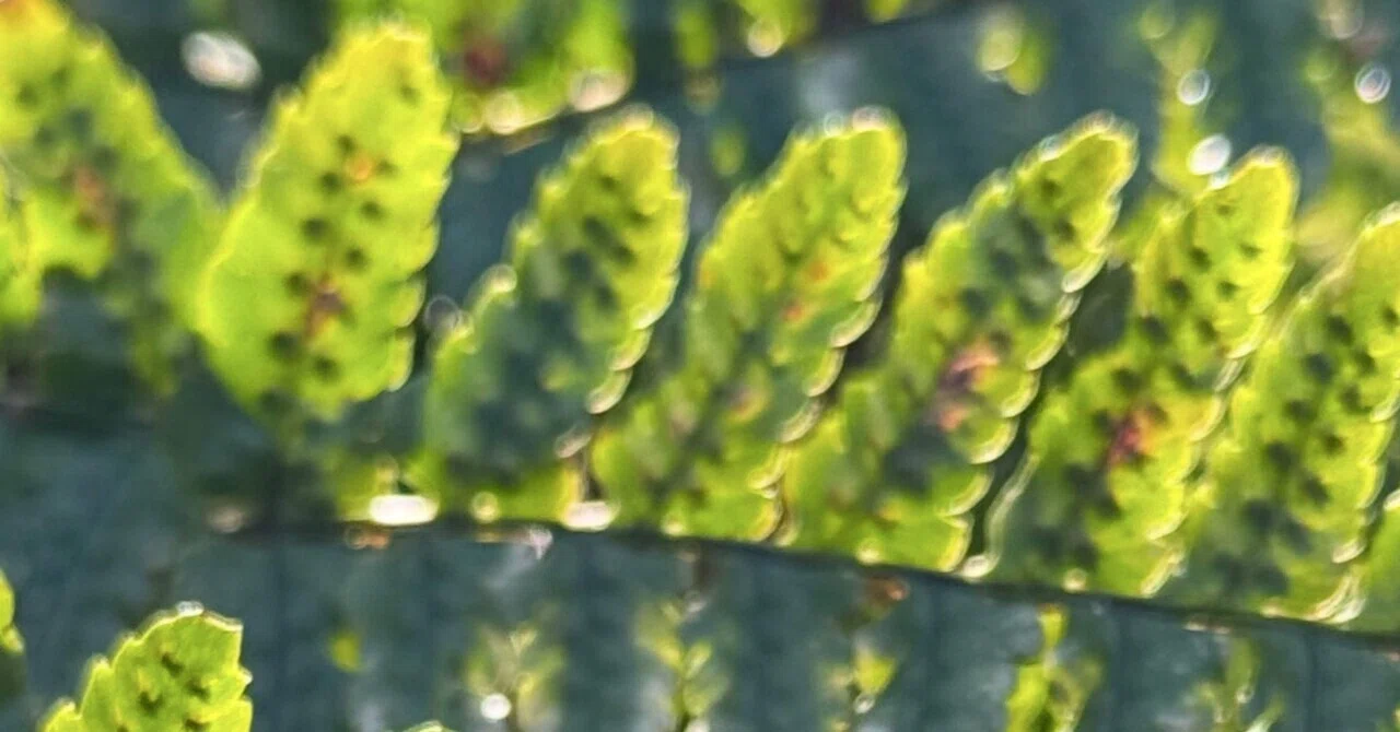 セイヨウオシダ その葉、表から見るか、裏から見るか。｜EGGSEED