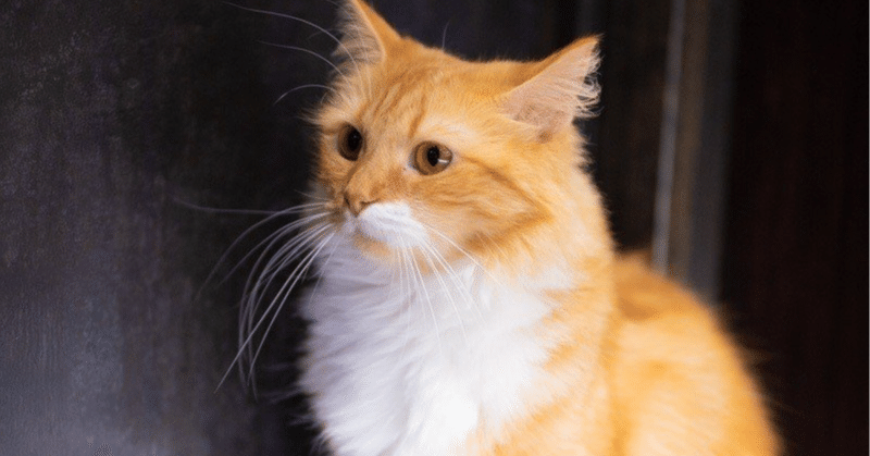 CFA LEVEL1テキスト 問題集 CFA Level 1 2024 UWorld QBank (Questions Answers) - CFA eBooks