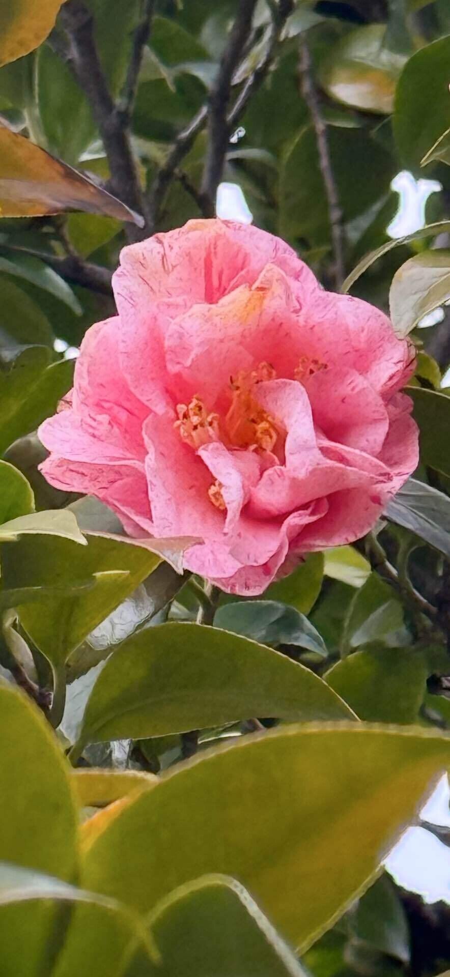 ユバシボリ 関西は宝塚を発祥とする美しき秋椿｜EGGSEED