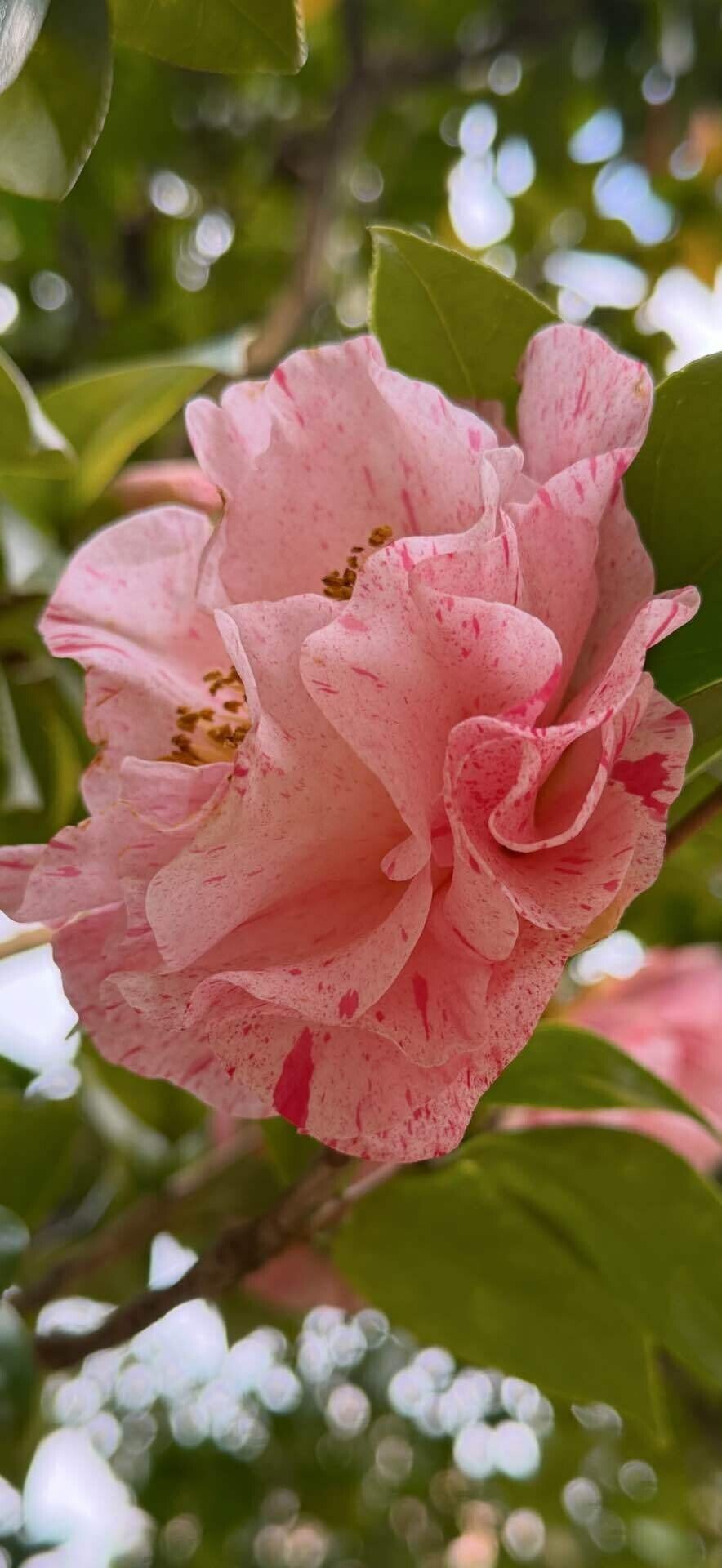 ユバシボリ 関西は宝塚を発祥とする美しき秋椿｜EGGSEED