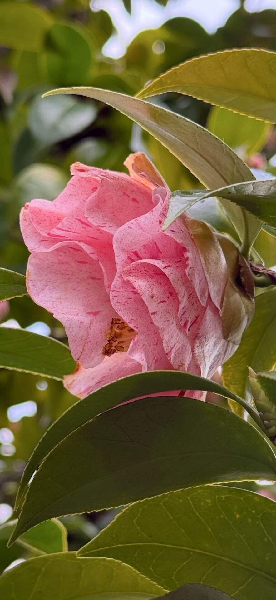 ユバシボリ 関西は宝塚を発祥とする美しき秋椿｜EGGSEED