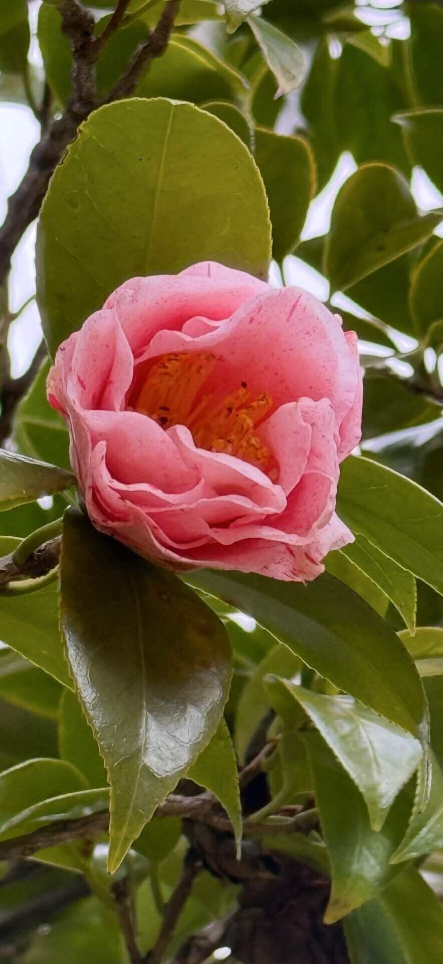 ユバシボリ 関西は宝塚を発祥とする美しき秋椿｜EGGSEED