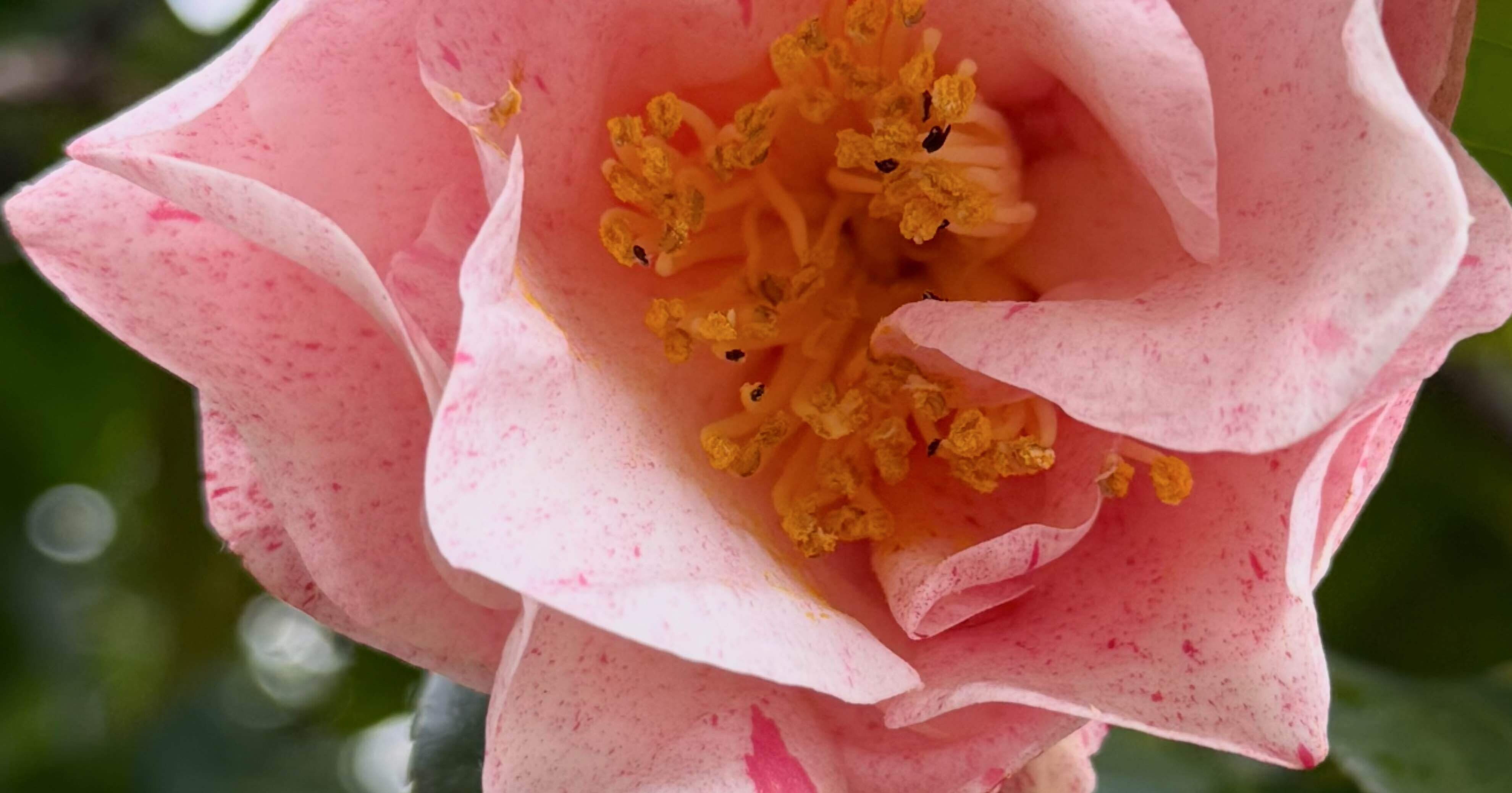 ユバシボリ 関西は宝塚を発祥とする美しき秋椿｜EGGSEED