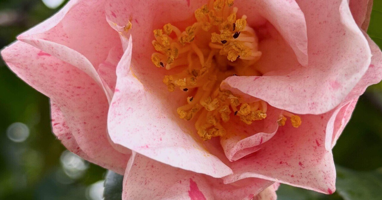 ユバシボリ 関西は宝塚を発祥とする美しき秋椿｜EGGSEED