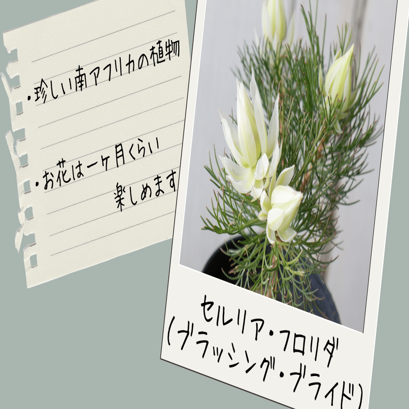 頬を染めた花嫁〜セルリア・フロリダ（ブラッシング・ブライド）｜tocolier