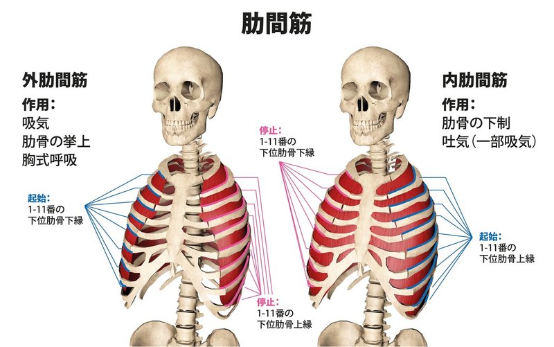 なぜクビれないのか どうやったらクビれるのか Hide トレーナー ジム経営 講師 Note