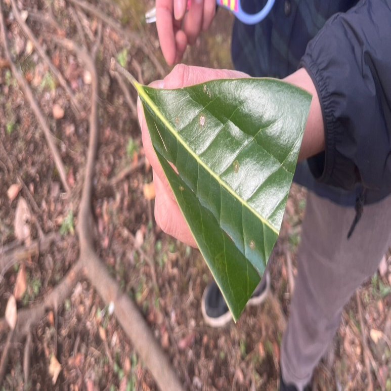 近所に生えてた葉っぱです 初夏の幻のようなマタタビの葉っぱ – まちの植物はともだち