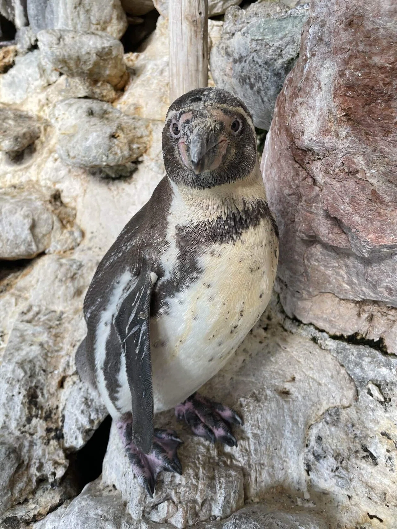 今日のペンギン団地のあるペンギン｜桂浜水族館 公式