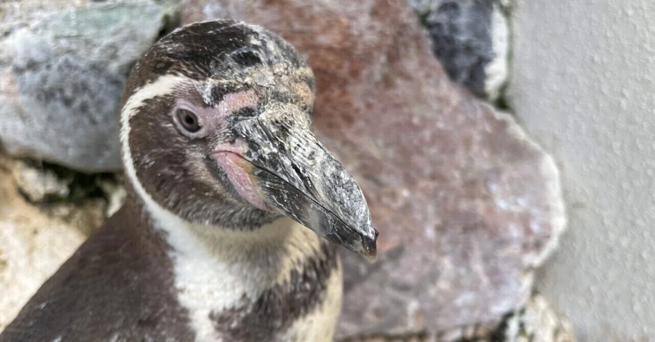 鯨の牙　ペンギン ペンギン 鯨歯工芸品 3点セット 【公式通販】
