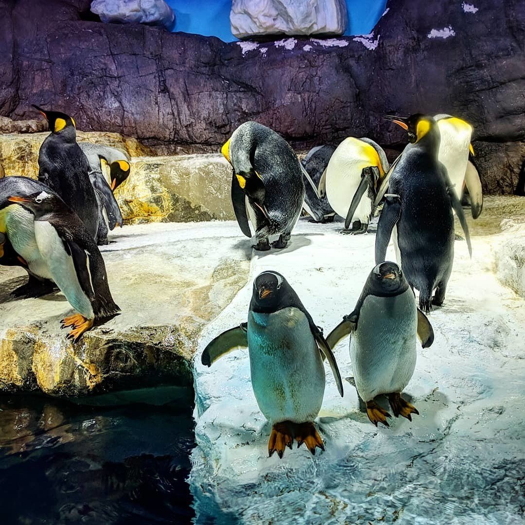 アデリーペンギン の新着タグ記事一覧 Note つくる つながる とどける アデリーペンギン の新着タグ記事一覧 Note つくる つながる とどける
