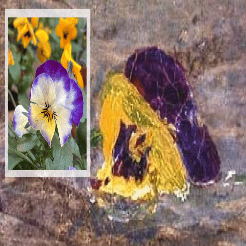 ミレイ《オフィーリア》の花② 描かれた花々｜cha-bliss