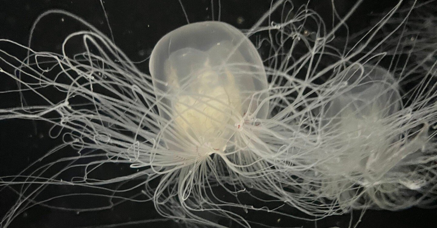 クラゲ 春を告げるカミクラゲ、三陸に現る｜久慈地下水族科学館もぐらんぴあ